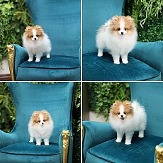 ขายปอมหน้าหมี 2 เดือน มีใบเพ็ด รับประกัน 30 วัน สอบถามเพิ่มเติมที่ Line:@heropom...