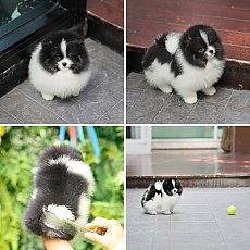 ขายลูกปอมเมอเรเนียน เพศผู้ อายุ 2 เดือน มีใบเพ็ด สอนการเลี้ยงฟรี 0834655365