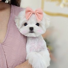 Puppy Sunday นำเข้าสุนัขเกาหลี มอลทีส มอลติพู พูเดิ้ล บิชอง ปอม ทีคัพ LINE : @pu...