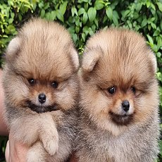 ปอมแบ่งจำหน่าย เพศผู้-เมีย และปอมหนุ่ม สายเลือดดี และมีแม่พันธุ์ พร้อมพ่อพันธุ์ส...