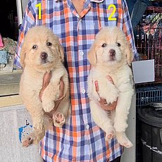 ลูกสุนัขโกลเด้นผสมเเทอร์เรียร์ สีสวย อ้วนกลมน่ากอด เกรด A จาก kankarnclub มีจัดส...