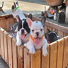 แก๊งค์บลูพาย พร้อมย้ายบ้าน