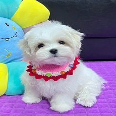 มอลทีสเพศ ญ