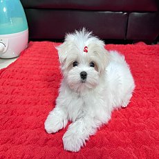 มอลทีสเพศ หญิง