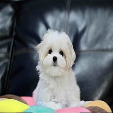 ขายมอลทีส