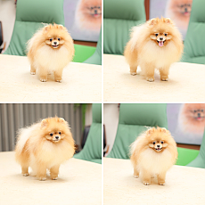 ขายปอมเมอเรเนียน หน้าหมี 10 เดือน ใบเพ็ดเต็ม สอบถามเพิ่มเติมที่ Line :@heropom ห...