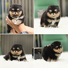 ขายปอมหน้าหมี 2 เดือน สายเลือดประกวด มีใบเพ็ด รับประกันกันสุขภาพ 30 วัน line :@h...