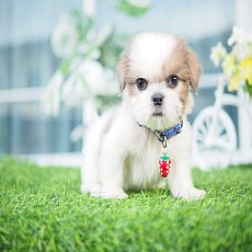 🏡kibzaa❌️ไม่มีสาขา❌️  ชิสุปอม อัพเดท 14//09