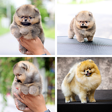 ขายปอมหน้าหมี เกรดโชว์ สายเลือดประกวด มีใบเพ็ด รับประกันกันสุขภาพ 30 วัน line: @...