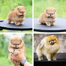 ขายปอมหน้าหมี เกรดโชว์ สายเลือดประกวด มีใบเพ็ด รับประกันกันสุขภาพ 30 วัน line: @...