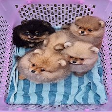 ปอมหน้าหมีเกรดคุณภาพขนแน่นแบ่งจำหน่าย