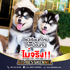 ไซบีเรียนเกรดดีพร้อมรับ จากฟาร์มไซบีเรียนอันดับ1ในไทย