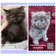 ***ได้บ้านแล้ว***ลูกแมวเปอร์เซีย2ตัว