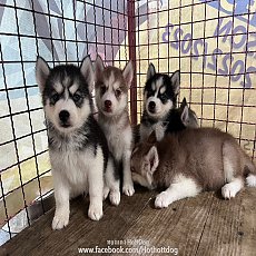 เปิดจอง ไซบีเรียน กึ่งวูลลี่โค้ด พันธุ์แท้ น่ารักมากๆ ตาฟ้าทุกตัวจ้า