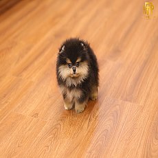 ขายปอมหน้าหมี เกรดโชว์ สายเลือดประกวด มีใบเพ็ด รับประกันกันสุขภาพ 30 วัน line: @...