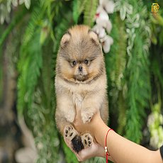 ขายปอมหน้าหมี เกรดโชว์ สายเลือดประกวด มีใบเพ็ด รับประกันกันสุขภาพ 30 วัน line: @...