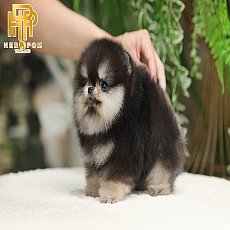 หนุ่มหล่อบ้านฮีโร่ปอม สีแบล็คแทน HRM6472 มาร์กกิ้งชัดขาใหญ่ขนแน่น สนใจโทร 083465...