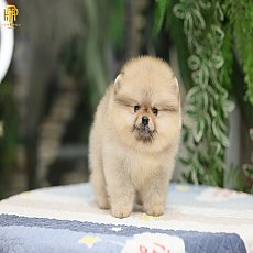 ลูกสาวสีส้ม ขนปุกปุย HRF 6471 ยืนสวยมากอุ้มไปไหนก็มีแต่คนมอง ชมน้องๆได้ที่Heropo...