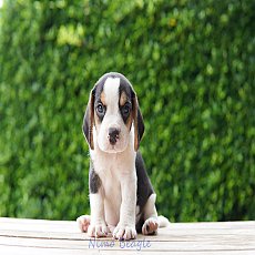 บีเกิ้ลพร้อมใบเพดดีกรี