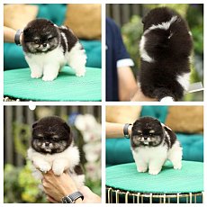 หนุ่มหล่อหน้ามนต์ สีไตรคัลเลอร์ เพศชาย HRM6461 หล่อมาก สนใจสอบถามไลน์ : @heropom