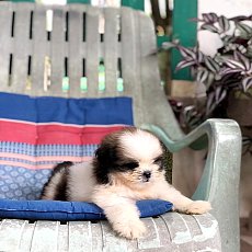 ชิสุ เมีย ขายแล้ว