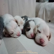 บีเกิ้ล สีบลูหรือเทา และ 2สี ขาวน้ำตาล มาร์กน่ารักๆ ราคาเบาๆ เปิดจองจ้า