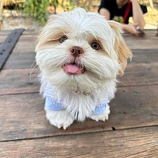 🏡kibzaa❌️ไม่มีสาขา❌️  ชิสุแท้ 🙋‍♂️🙋‍♂️  อัพเดท 08/11