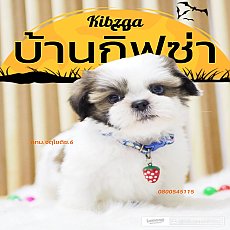 🏡kibzaa❌️ไม่มีสาขา❌️  ชิสุแท้ น่ารัก อัพเดท 07/11