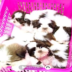 🏡kibzaa❌️ไม่มีสาขา❌️  ชิสุห์ สีชอคโกแลต อัพเดท 09/11