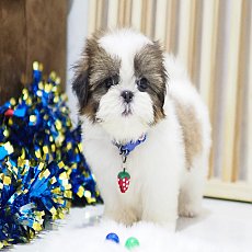 🏡kibzaa❌️ไม่มีสาขา❌️  ชิสุแท้ น่ารัก อัพเดท 10/11