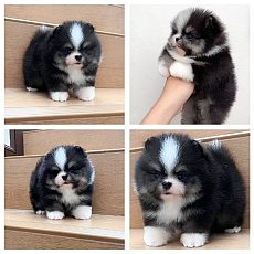 ขายปอมเมอเรเนียน ใบเพ็ดเต็ม โตมาสีเหมือนในภาพ สอบถามเพิ่มเติมที่ Line :@hrpshop...