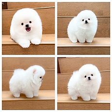 ขายปอมเมอเรเนียน ใบเพ็ดเต็ม โตมาสีเหมือนในภาพ สอบถามเพิ่มเติมที่ Line :@hrpshop...