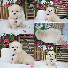 ชิสุปอม 🏡kibzaa น่ารักมากๆ