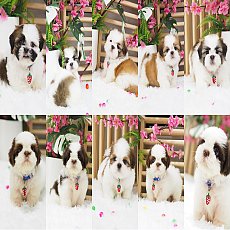 🏡kibzaa❌️ไม่มีสาขา❌️  ชิสุแท้ น่ารัก อัพเดท 14/11