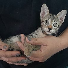 ฟรี ลูกแมว เพศผู้และเมีย อายุ 45วัน มารับเอง