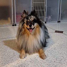 พ่อพันธุ์ปอมเมอเรเนียน