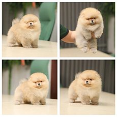 สาวน้อยจ้ำม่ำน่ารักน่ากอด เพศเมีย สีส้ม HRF6906 มีสินสอดยกขันหมากมาเลยย สอบถามไล...