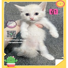 ***ได้บ้านแล้ว***ลูกแมวเปอร์เซียผสม