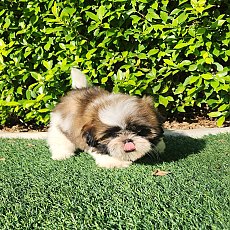 🏡kibzaa❌️ไม่มีสาขา❌️  ชิสุแท้เกรดสวย อัพเดท 20/11