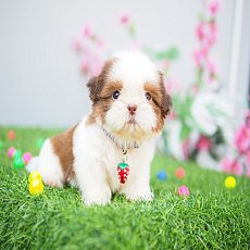 🏡kibzaa❌️ไม่มีสาขา❌️  ชิสุแท้ น่ารักอัพเดท 10/11