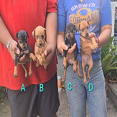 ลูกสุนัขมิเนียเจอร์ เกรด A ชุดที่ 204 จาก kankarnclub มีจัดส่งทั่วประเทศ(กันย์เจ...