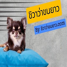 ชิวาว่าขนยาว