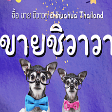 ขายชิวาวา ที่มีคุณภาพ