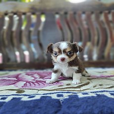 ชิวาวา จัดส่ง