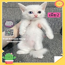 ***ได้บ้านแล้ว***ลูกแมวเปอร์เซียผสม