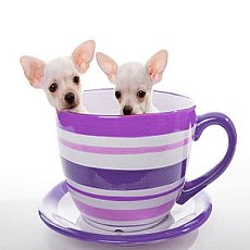 ชิวาวาทีคัพ