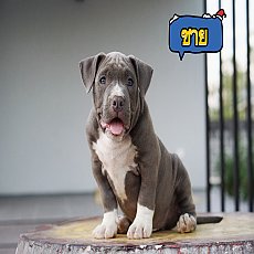 ขายอเมริกันบูลลี่ 