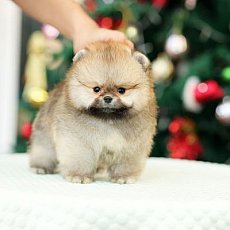 รูปหล่อๆมีสิทธิ์ไหมค้าบบบ HRM6381 เพศผู้สีส้ม น่ารักกก รับประกันสุขภาพ 2ปี มีใบเ...