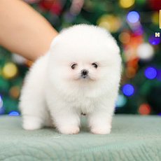 มาอีกแน้ววว น้อนสีขาวพ่อแม่นำเข้า  เพศเมียสีขาว สวยไม่หยุดฉุดไม่อยู่ สนใจสอ