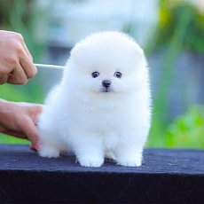 ดูสาวๆกันไปเยอะแล้ว ดูหนุ่มๆกันบ้าง หนุ่มน้อยสีขาวเพศผู้ พ่อแม่นำเข้า สายเลือดเก...